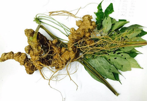 Sâm Ngọc Linh có tác dụng kháng khuẩn, chống trầm cảm, giảm lo âu.